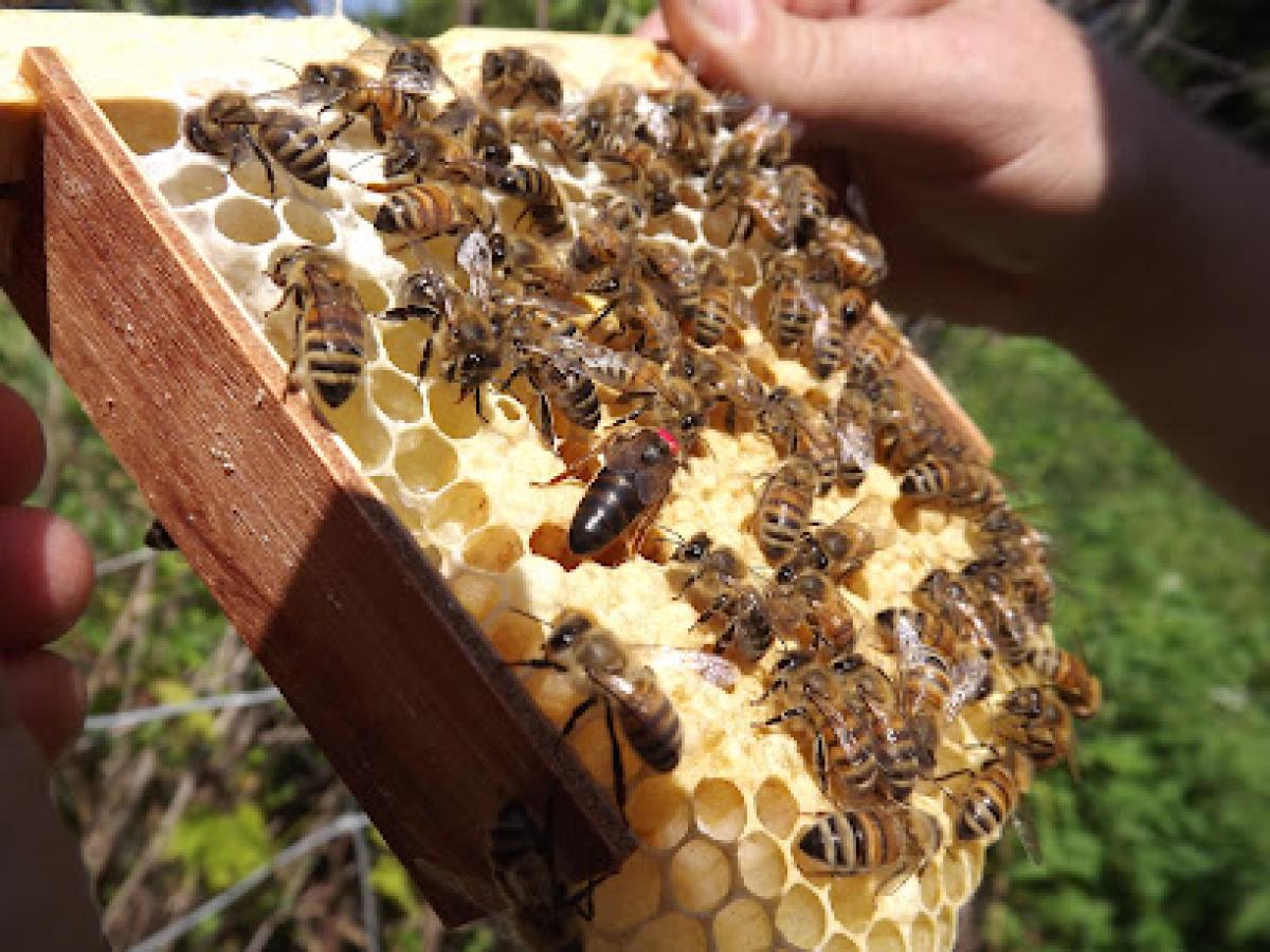 Foley's Russian Bees