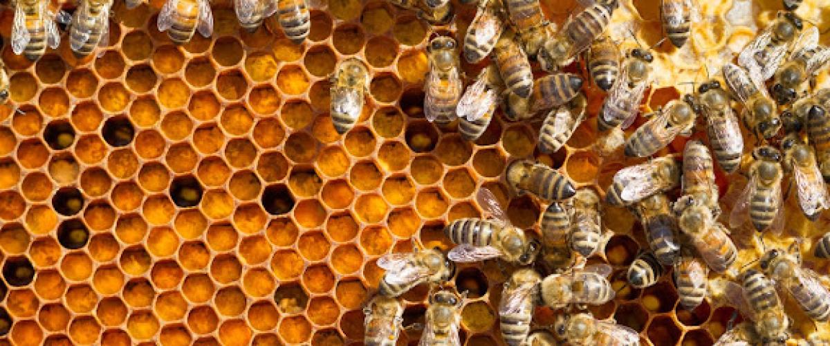 CHESTER HONEY FARMS, LLC