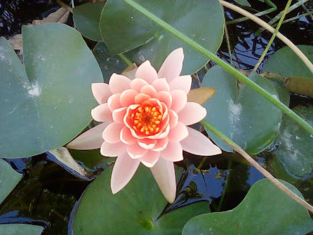 Pahrump Honey Company