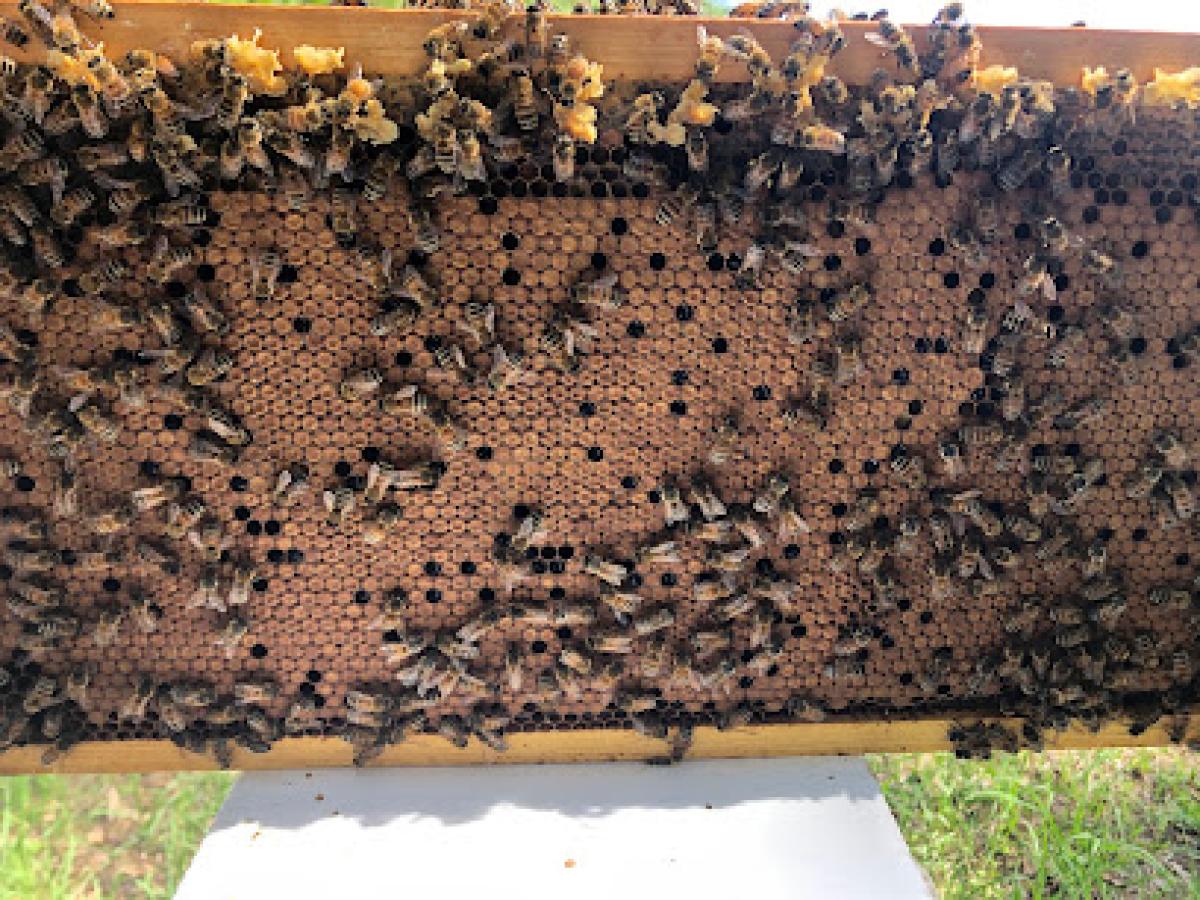 Oak Haven Bees