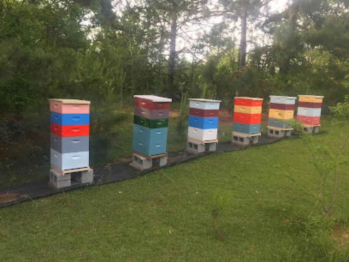 Ed's Backyard Bees