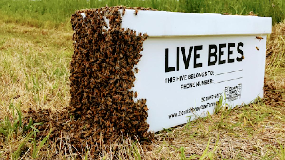 Bemis Honey Bee Farm