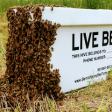 Bemis Honey Bee Farm