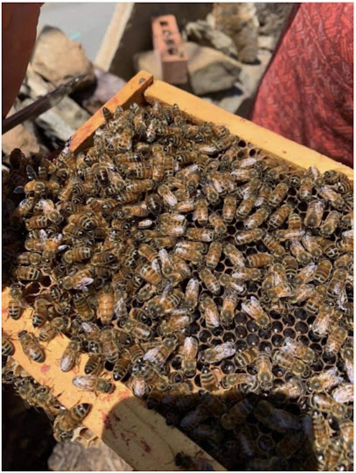 Calm+Confidence Beekeeping