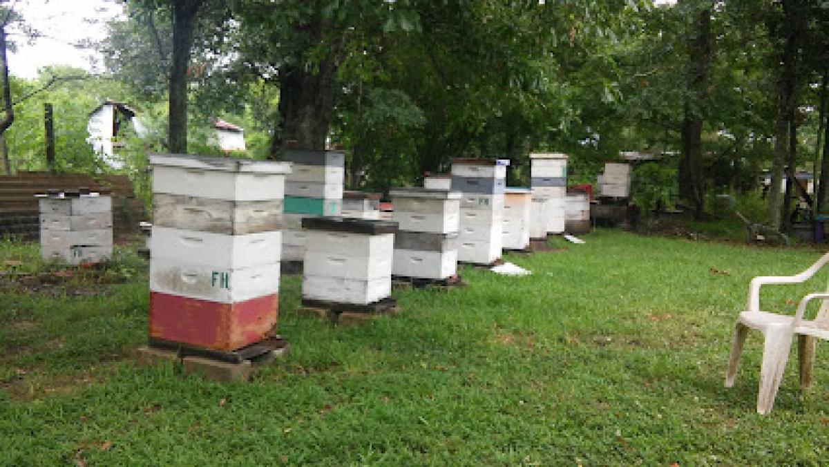 Honey and bees by Dale