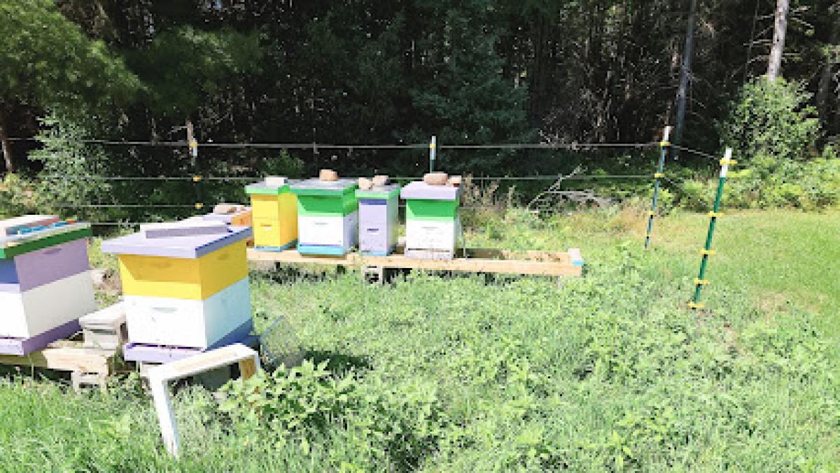 Blueberry Bee & Honey Co.