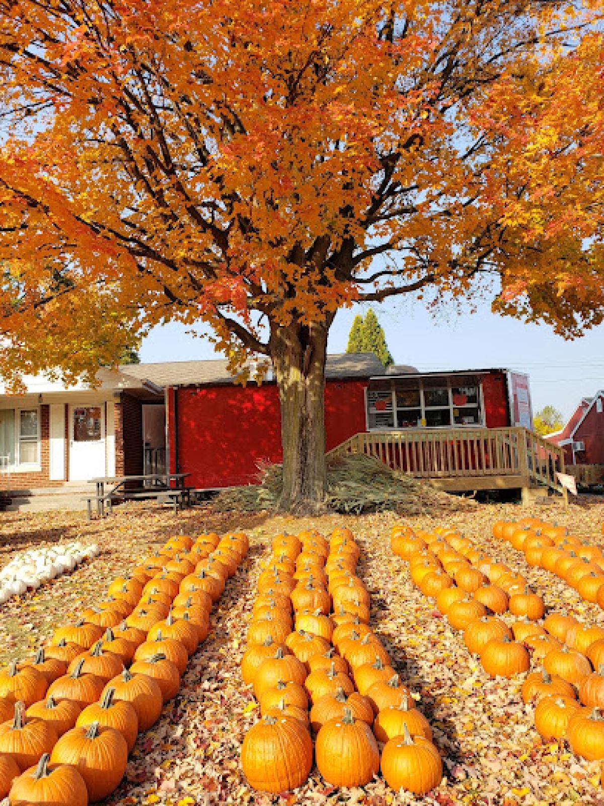 Patterson’s Orchard