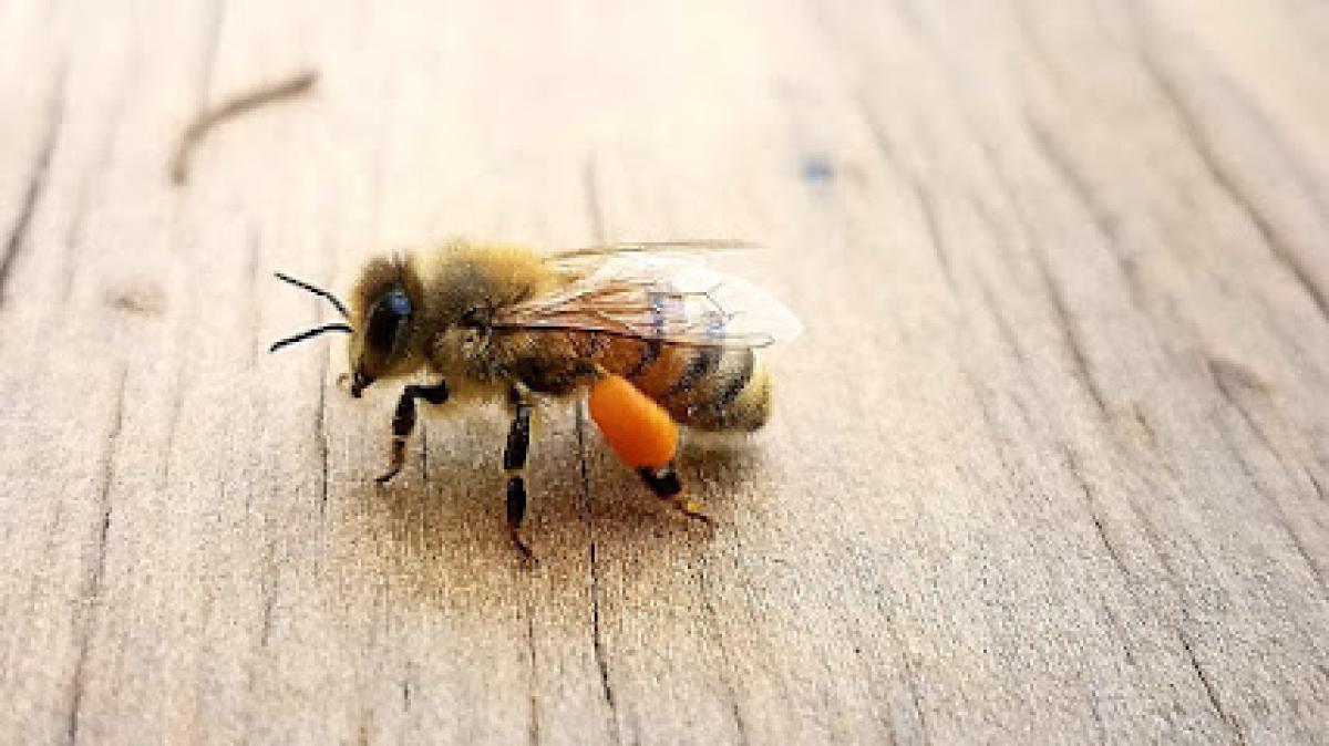 The Muddy Feet Forty