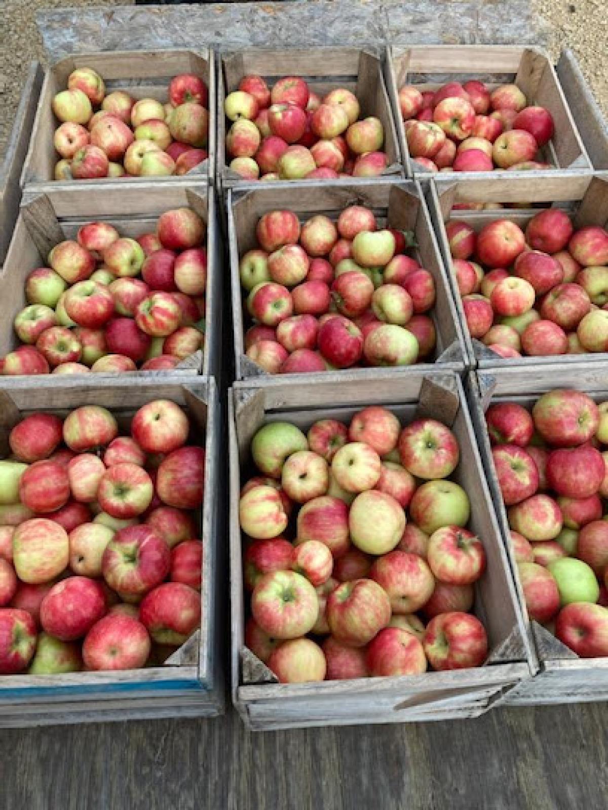 Gravert's Apple Basket Orchard