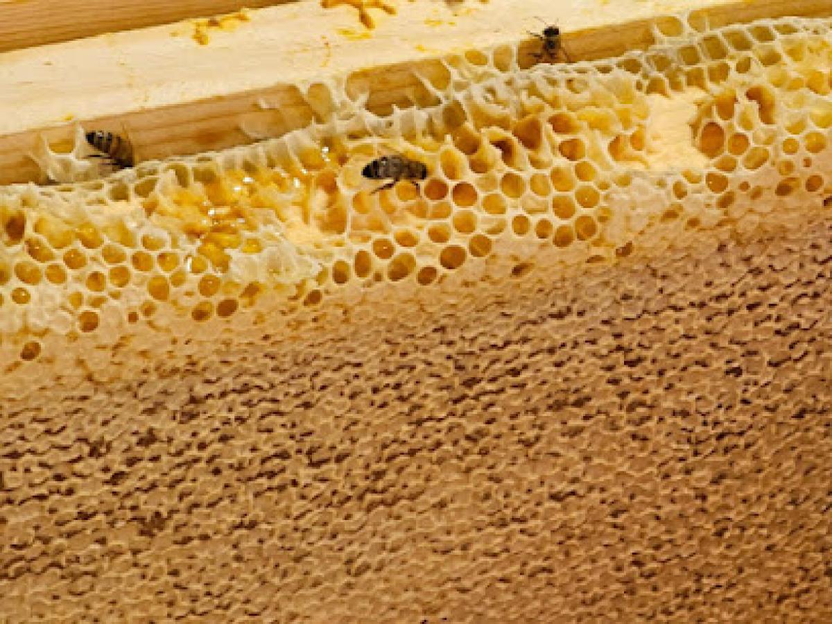 Highlands Ranch Honey