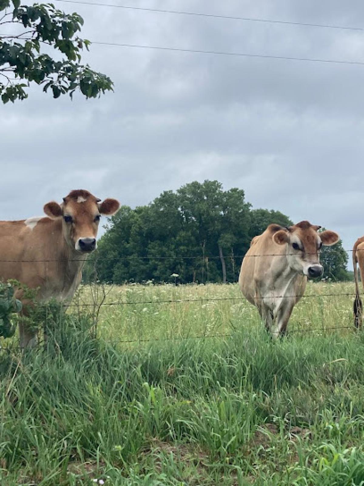 Skyview Farm And Creamery