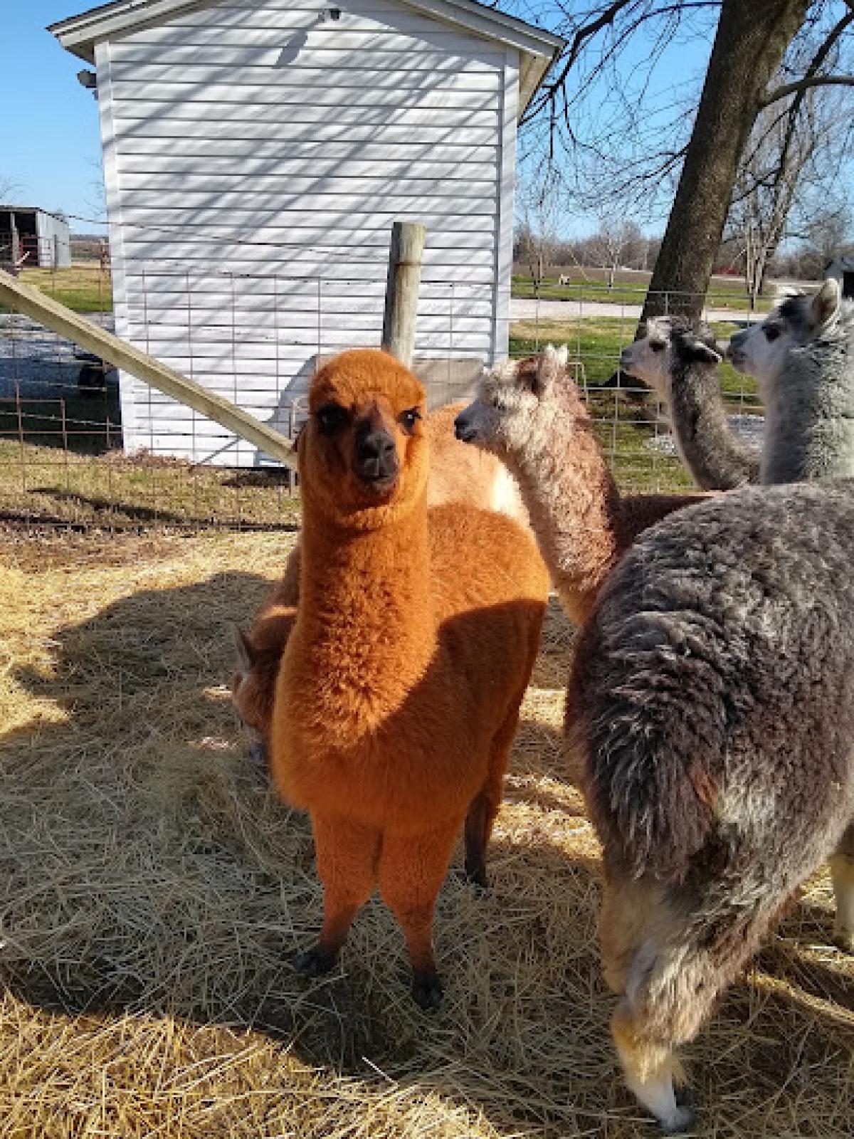 Shady Meadows Farm, LLC