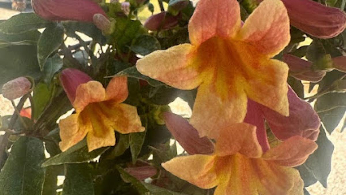 Le Petit Bees of Llano County