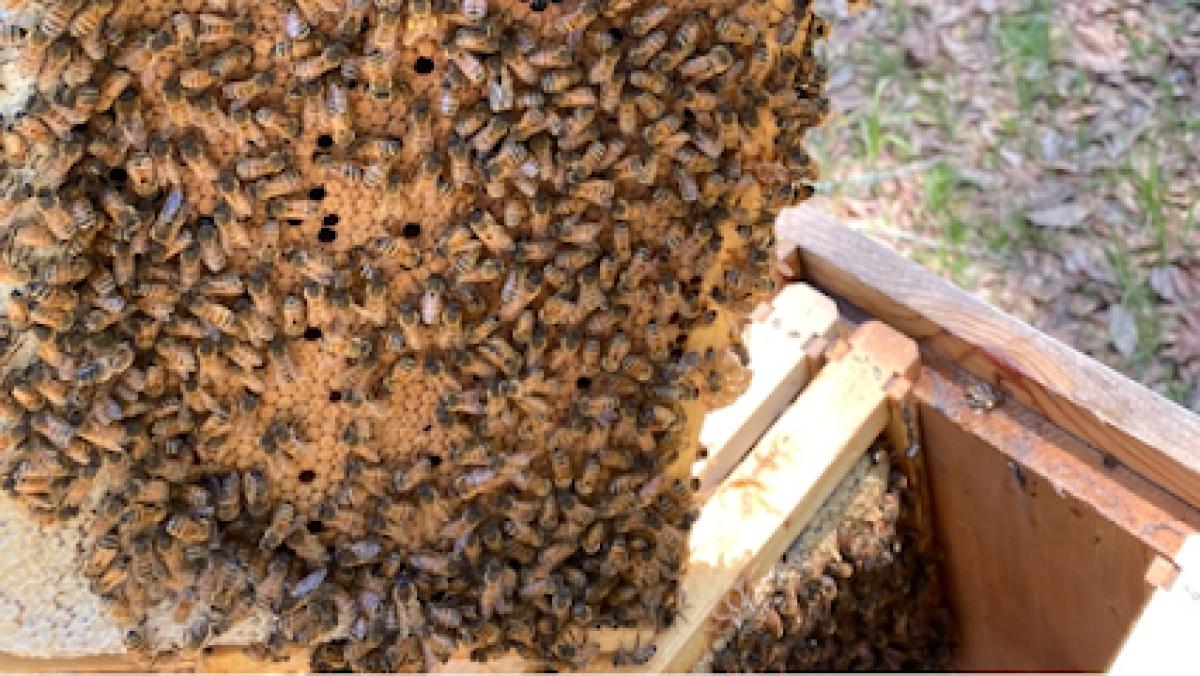 Winding Creek Bee Supply LLC