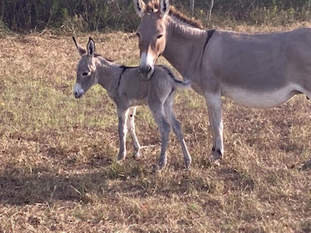 ( honey bee removal) Buzzing Honey Bee farm