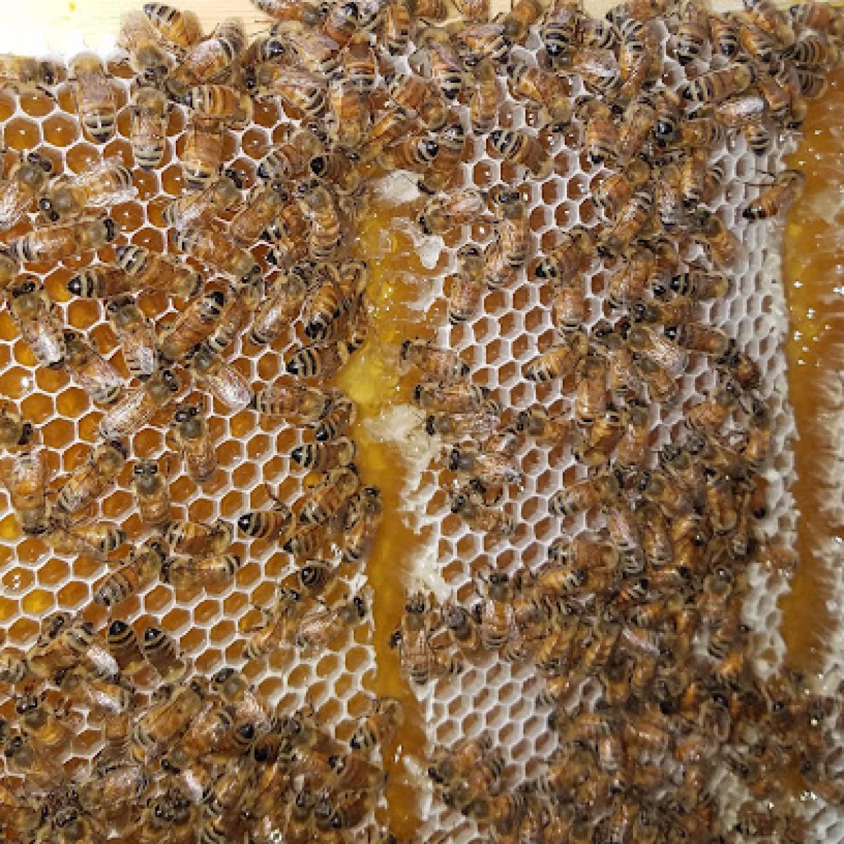 The Fox and the Hive