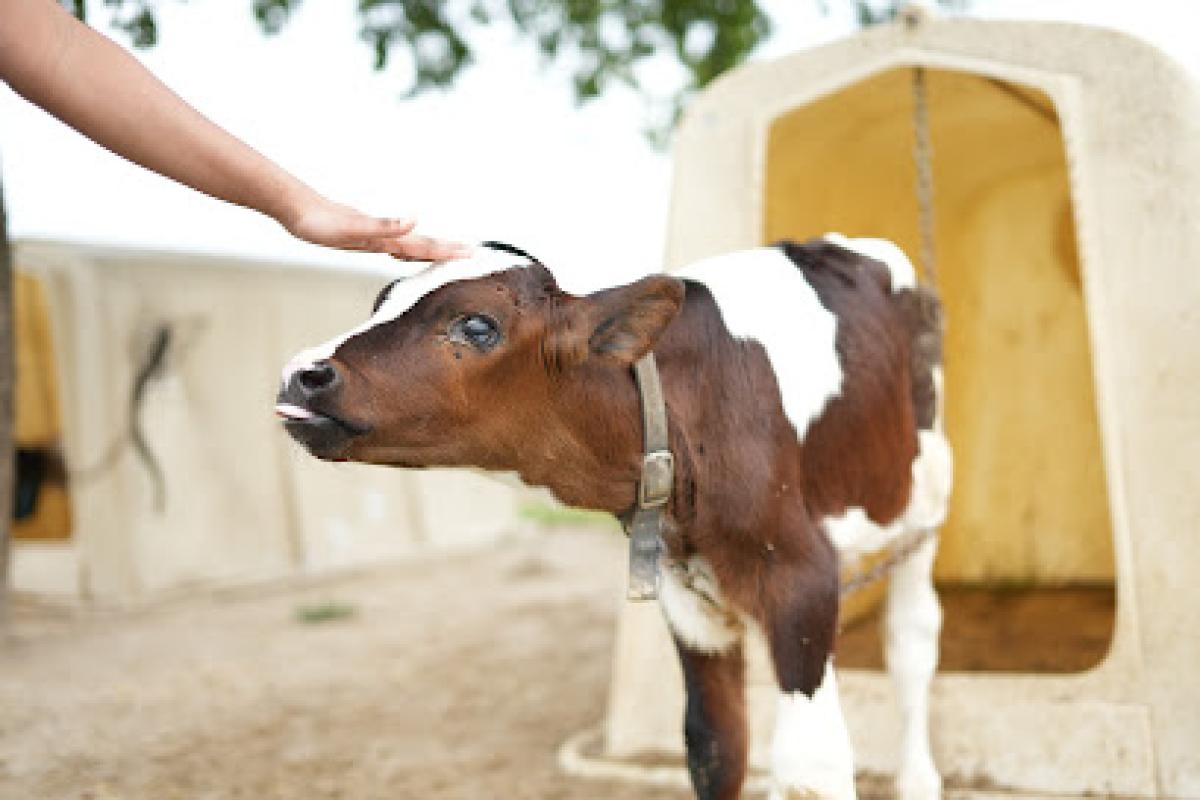 Circle N Family Dairy