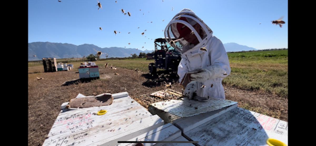 Barkers Bees & Honey LLC