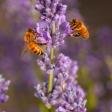 The Lavender Hive