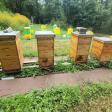Royal Bees Honey