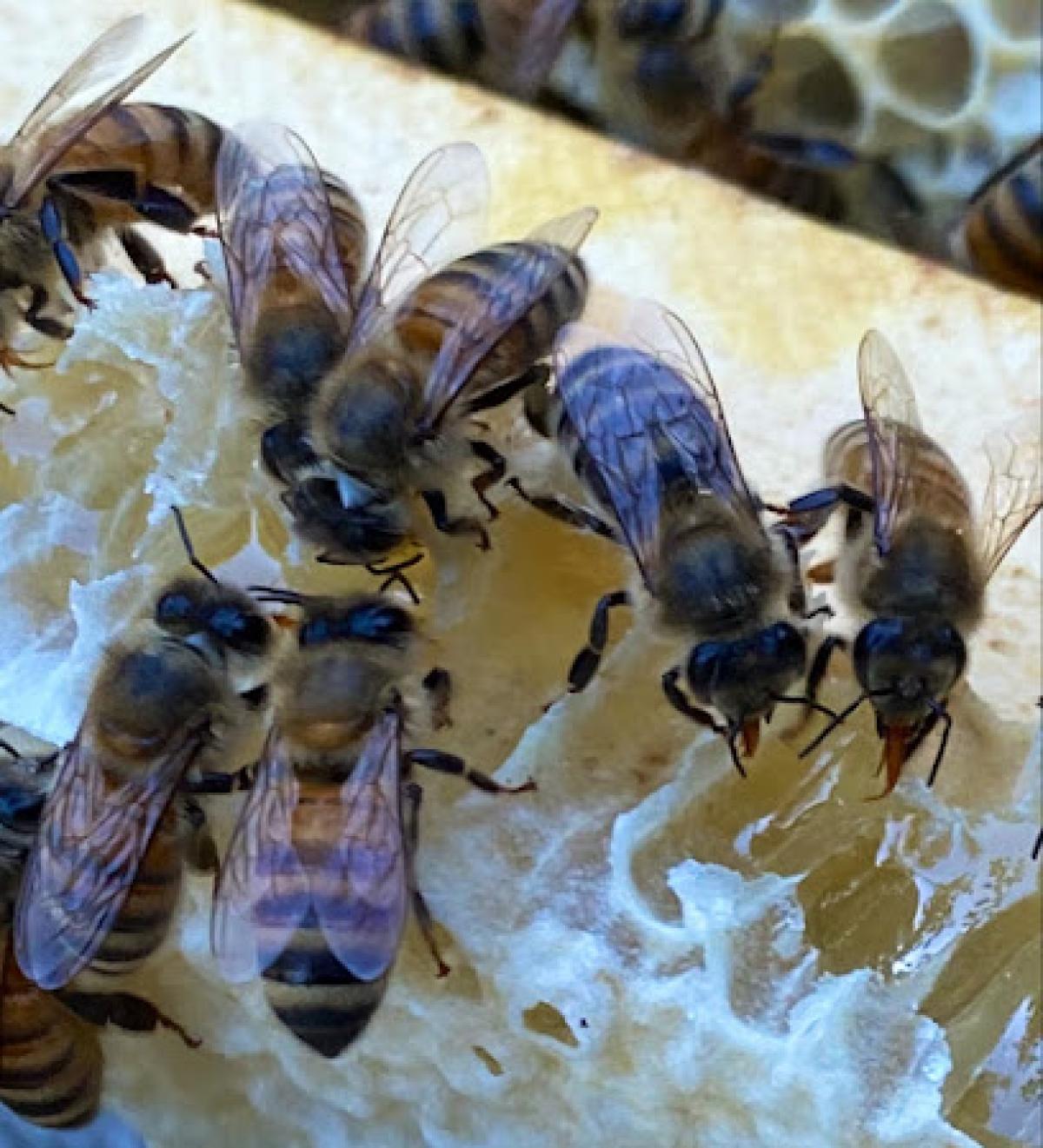 Honey Bear Bee Removal