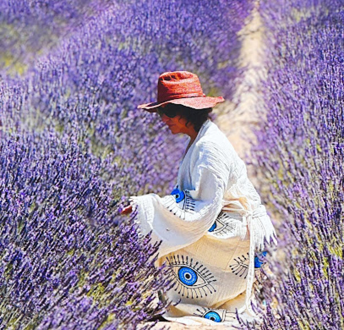 Santa Rita Hills Lavender Farm