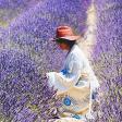 Santa Rita Hills Lavender Farm