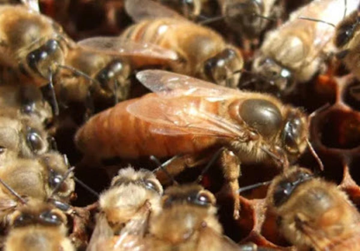 Sullivan’s Queen Bees