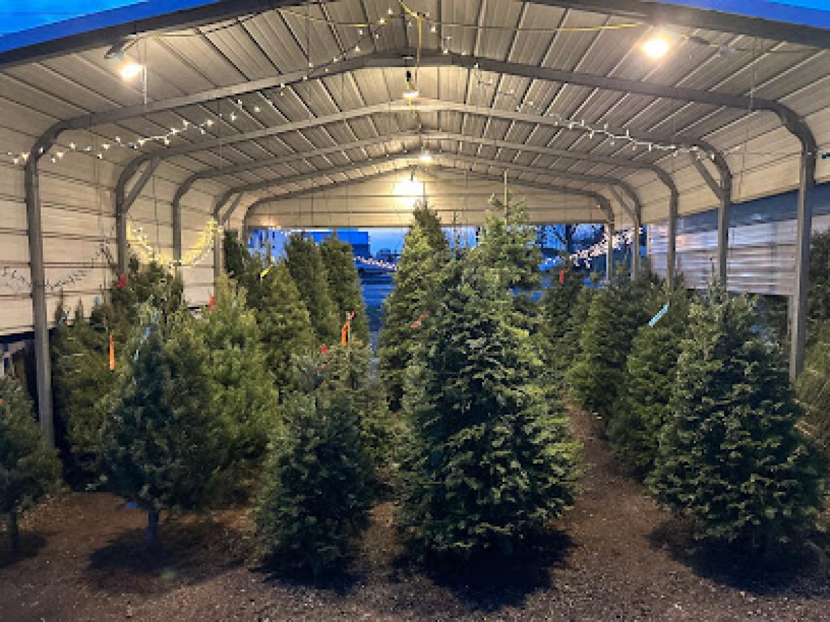 Avalon Apiaries & Christmas Tree Farm