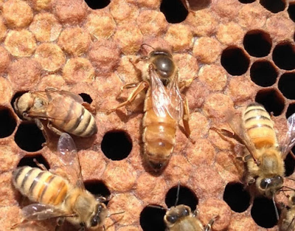 Central Valley Bees