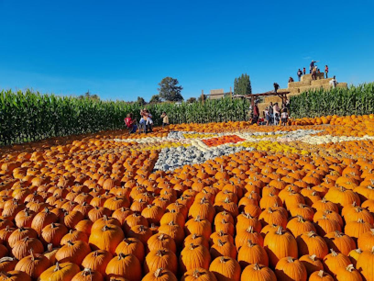 Bob's Corn & Pumpkin Farm