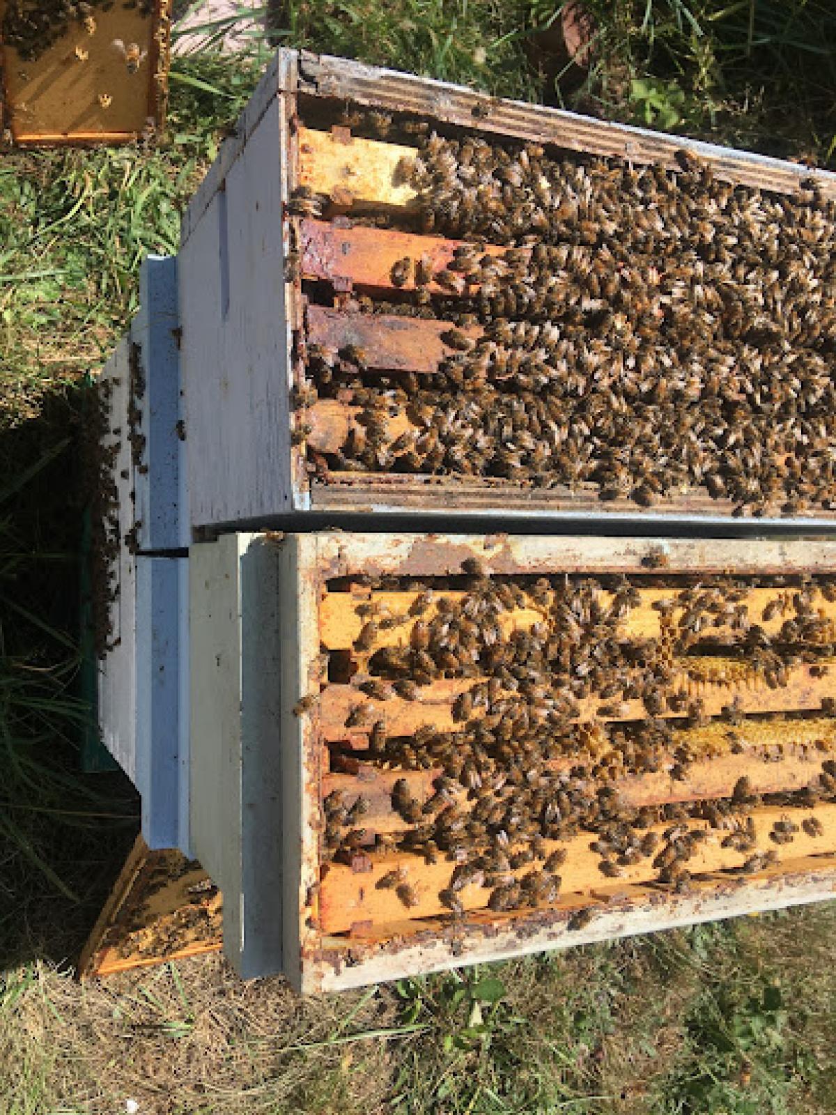 Tarboo Valley Bees Owner Calvin Lomsdalen