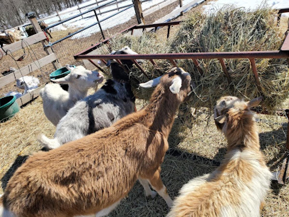 Top of the Mountain Honey Bee Farm