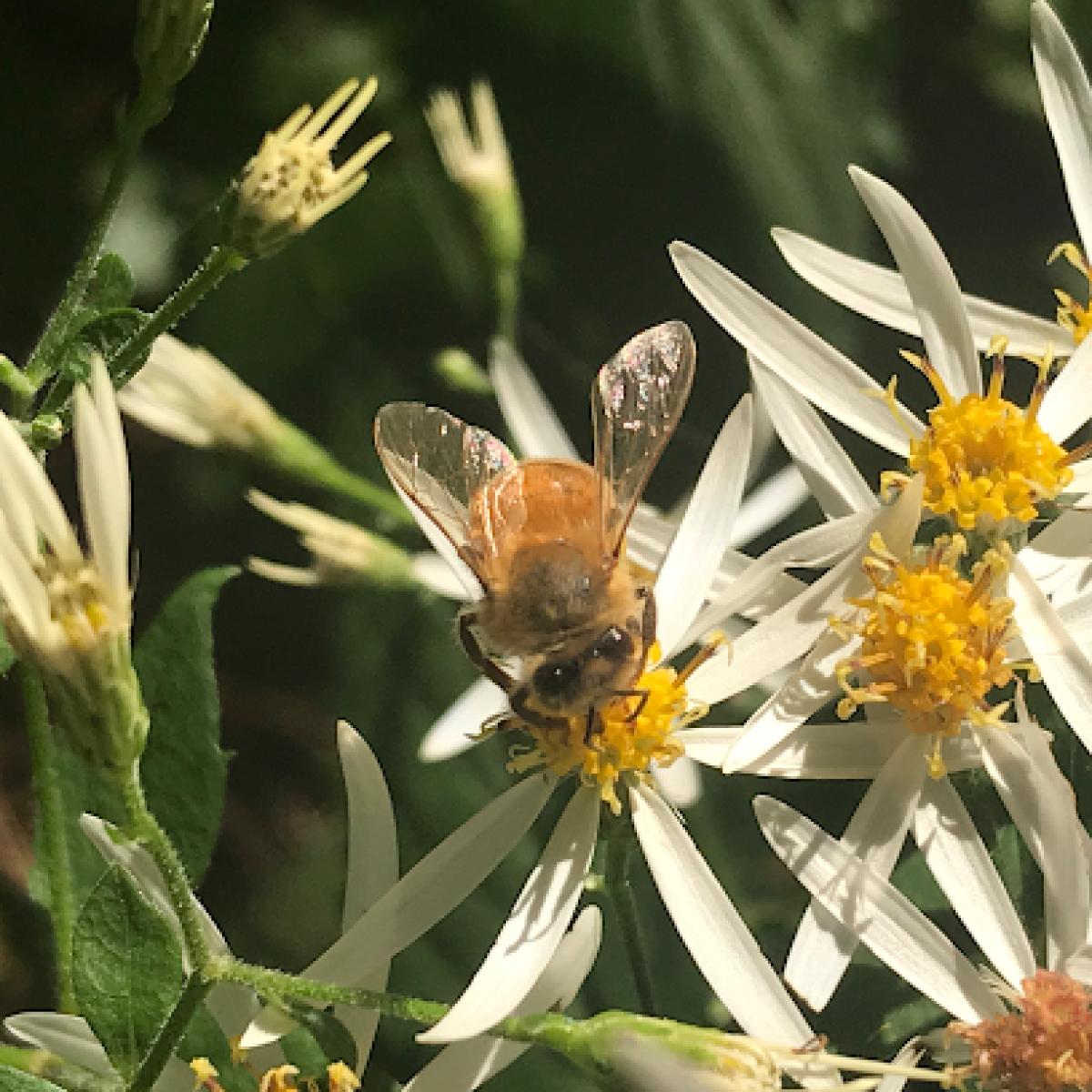 The Hemlocks Homestead, Farm & Apiary