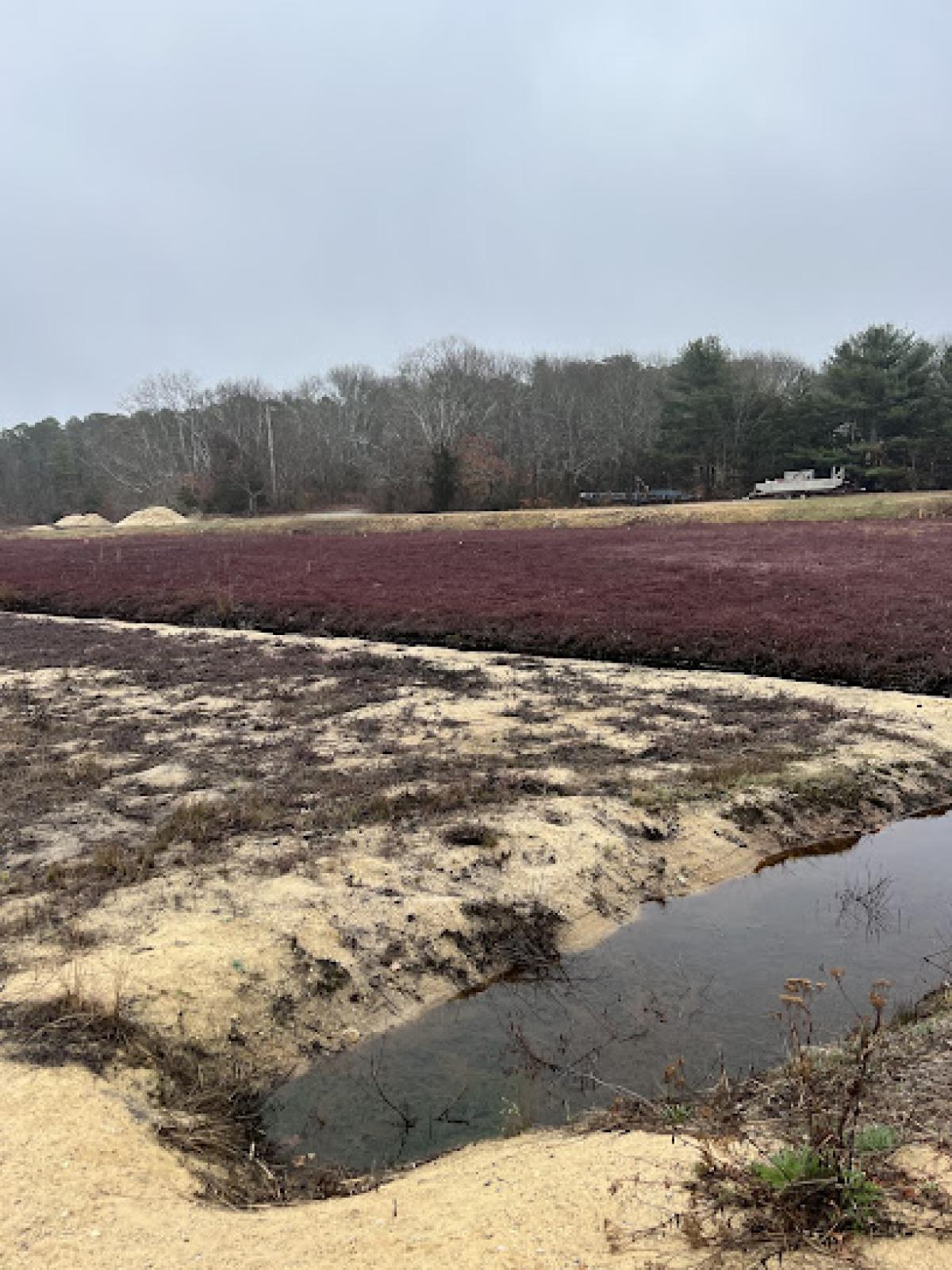 Cranberry Bog Tours