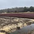 Cranberry Bog Tours