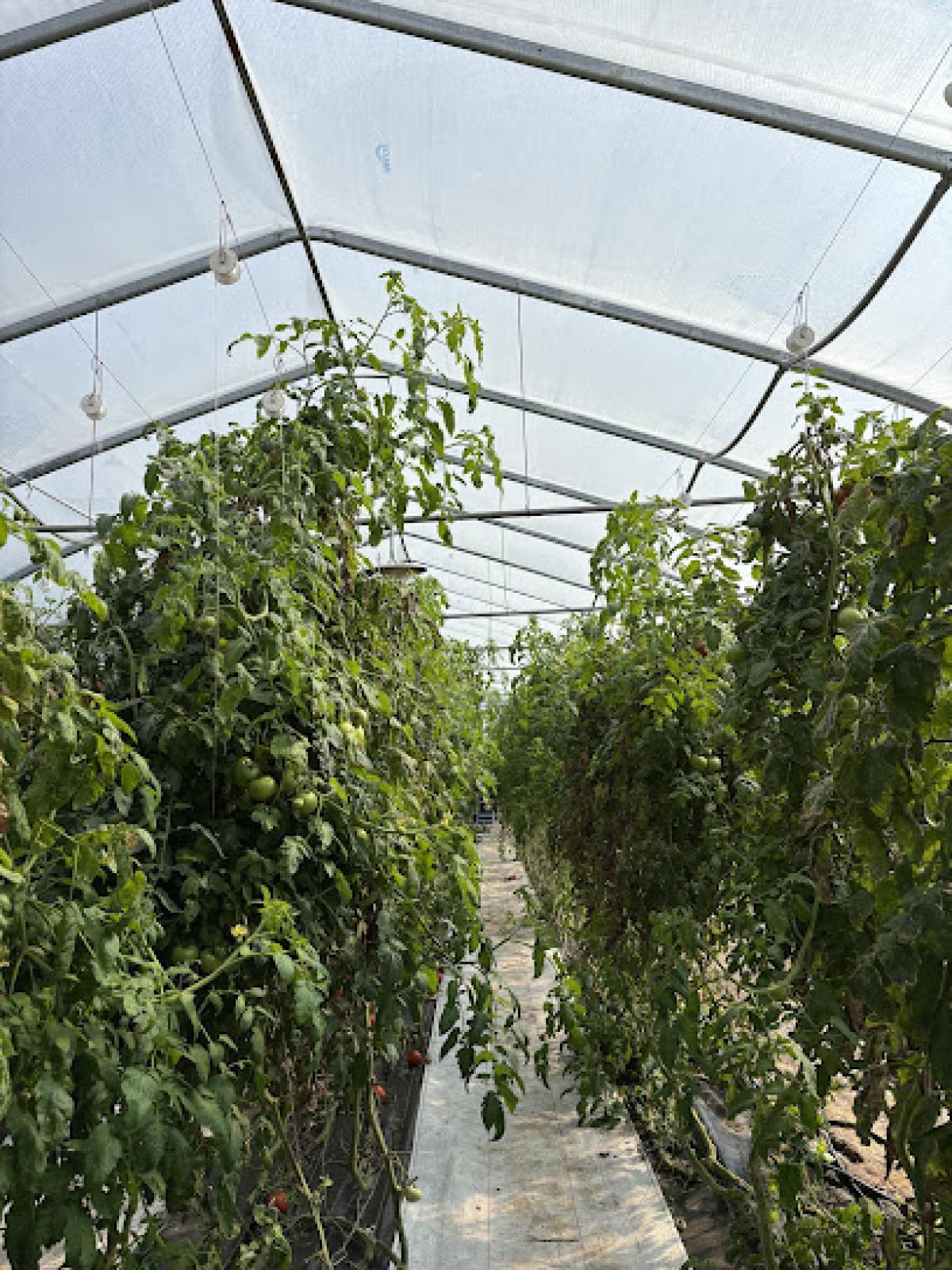 Singing Cedars Farmstead