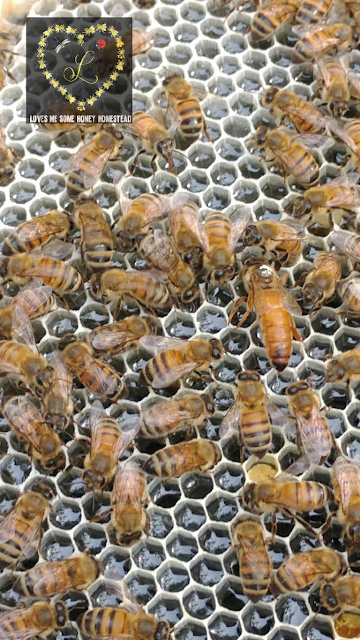 Loves me some honey homestead