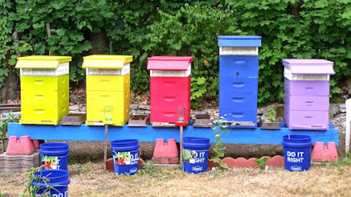 Romani's Apiary - Tony is 'Honey-Buns' Your Local Beekeeper