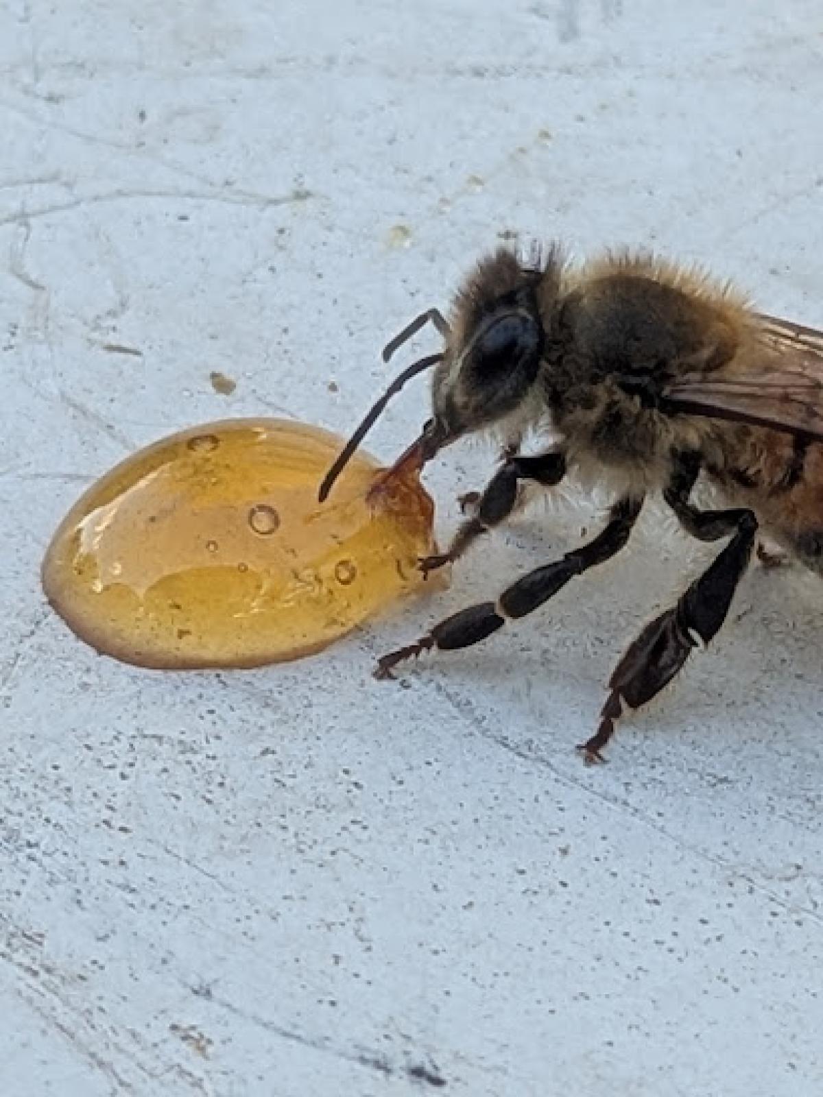 Ashlynn Homestead and Apiary