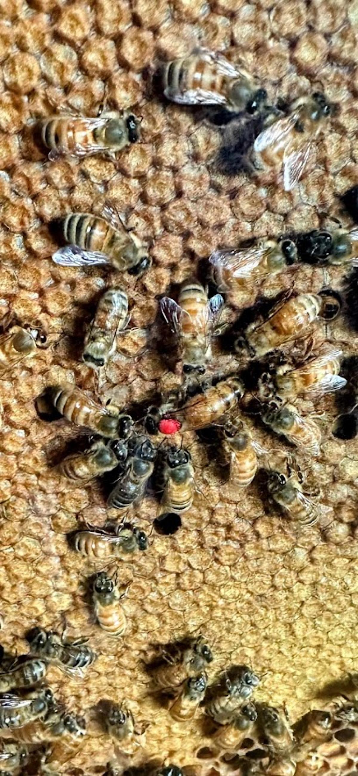 Frozen Ocean Apiaries