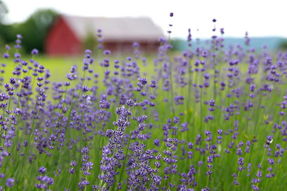 Lavenlair Farm : Lavender near Lake George