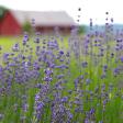 Lavenlair Farm : Lavender near Lake George