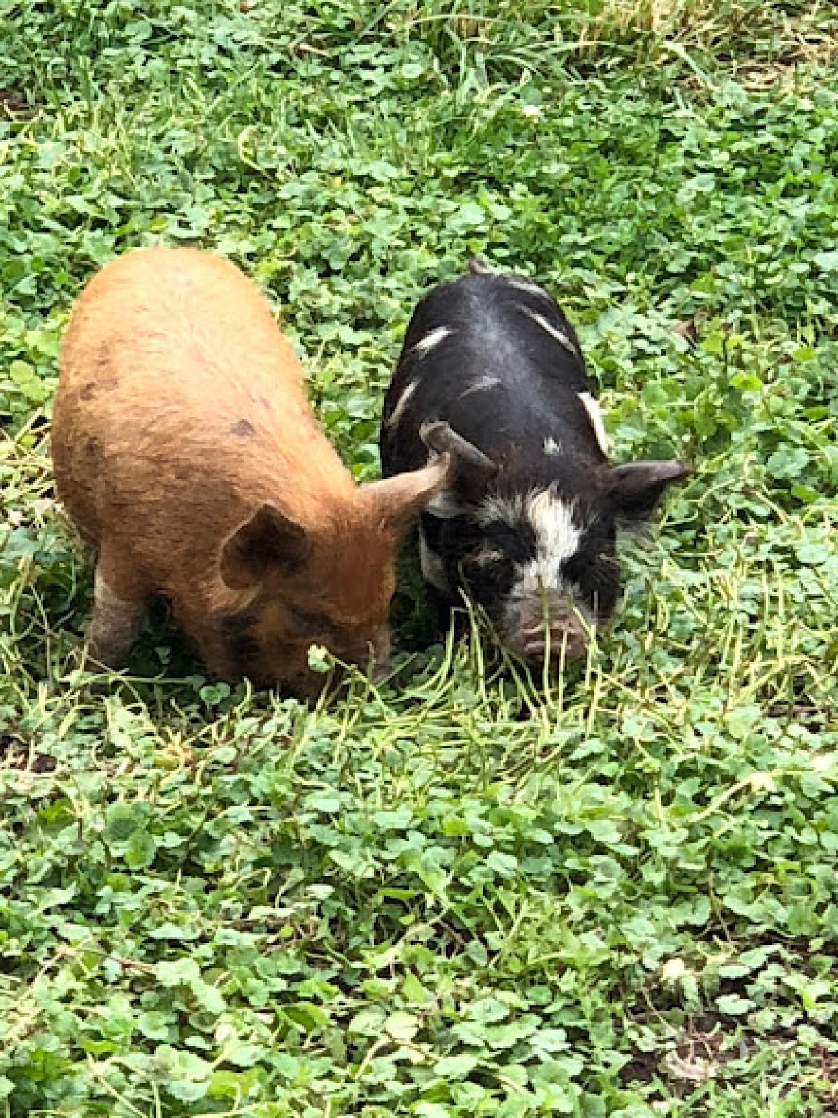 Forever Heart Farm, LLC.