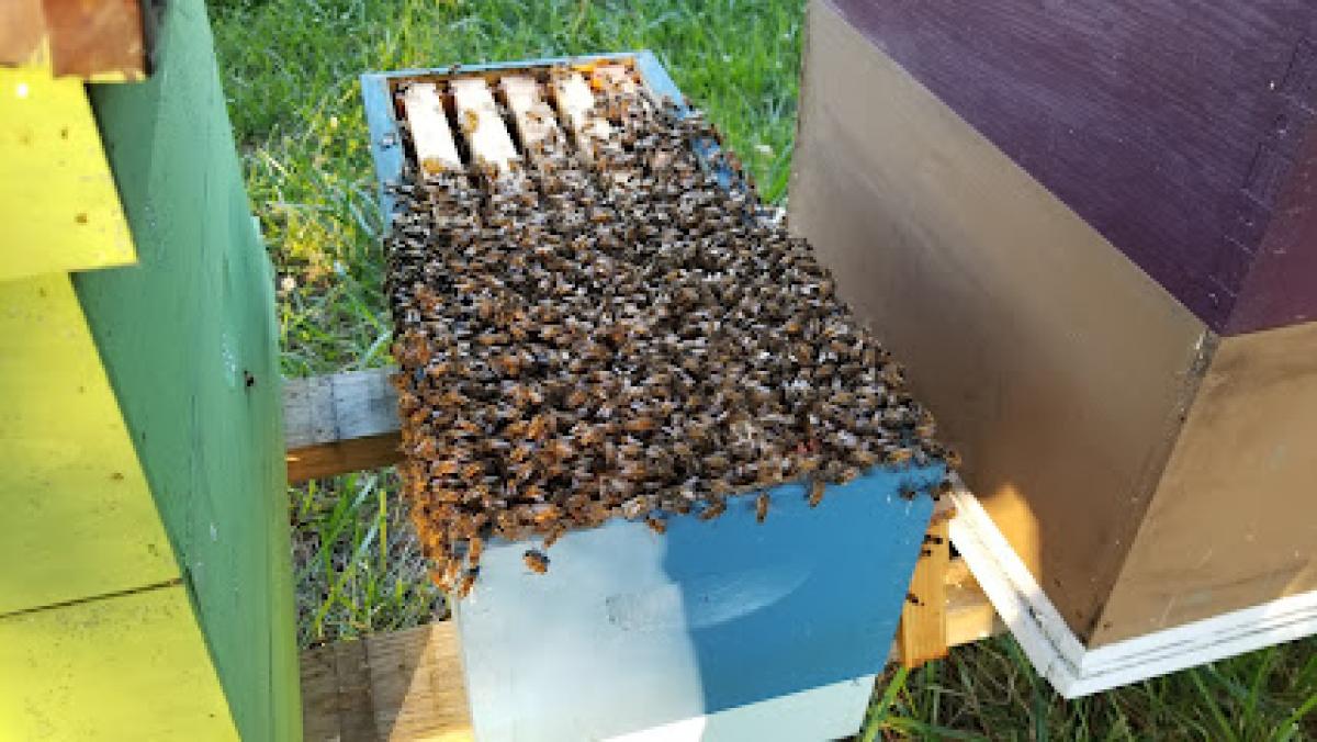 Victory Garden Apiary
