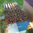 Victory Garden Apiary