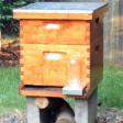 SugarShackHoney Apiary