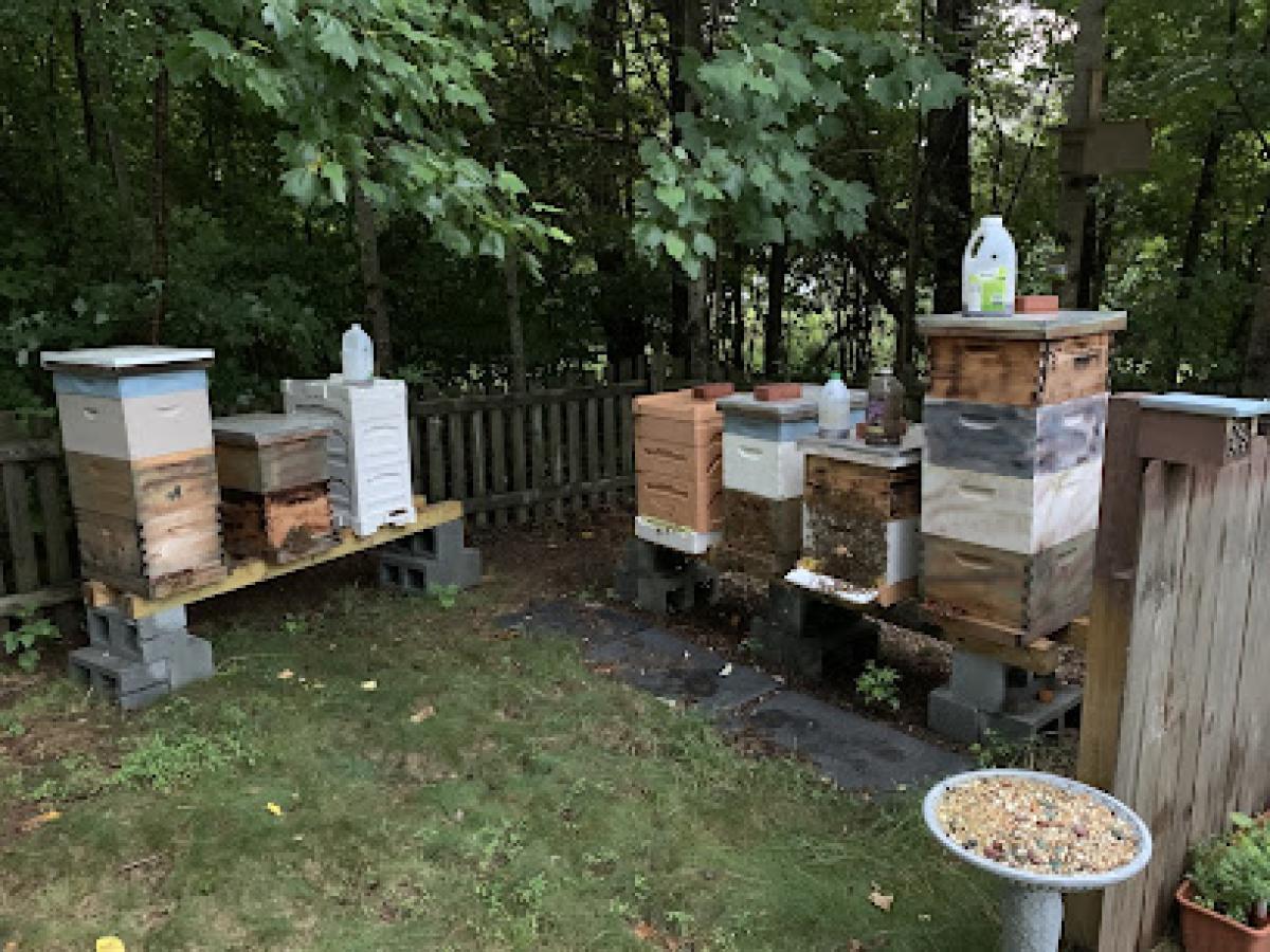 BubbaBee’s Apiary