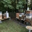 BubbaBee’s Apiary