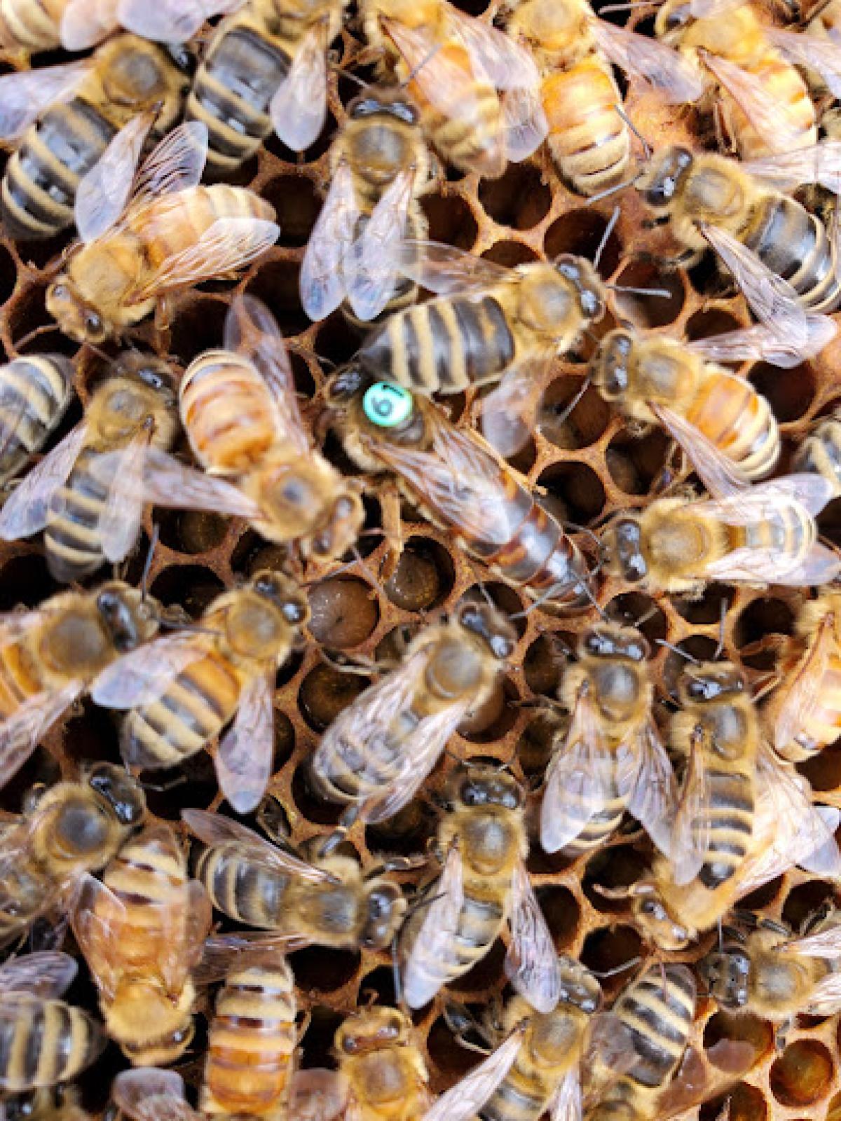 Bee Wild Honey Farm LLC